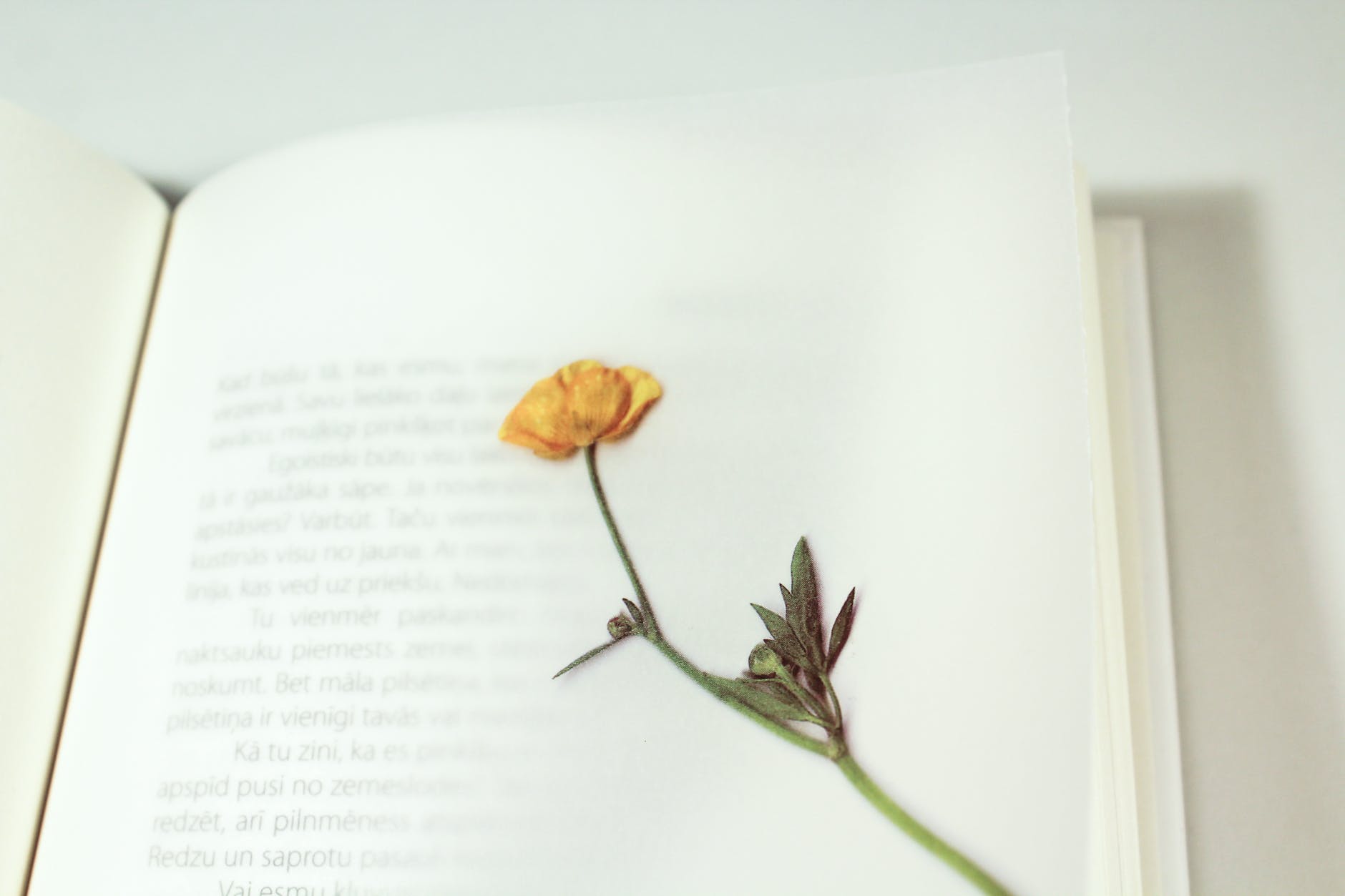 dried flower on a book page